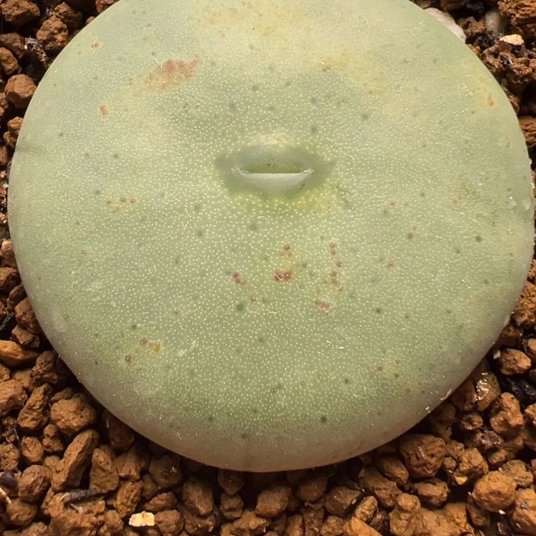 白花绿嘴多肉植物百科，n