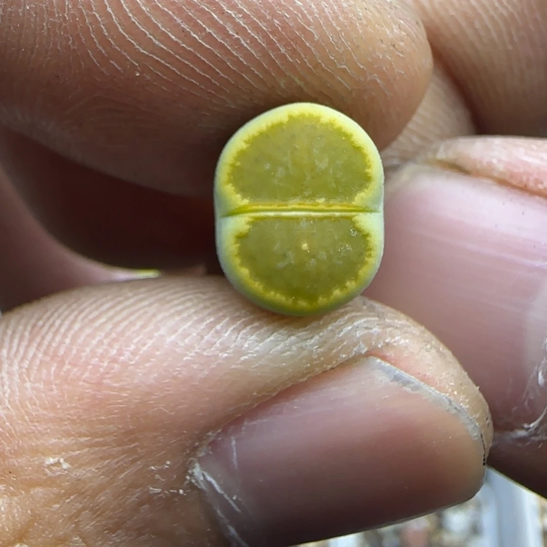 086 生石花大棚直播