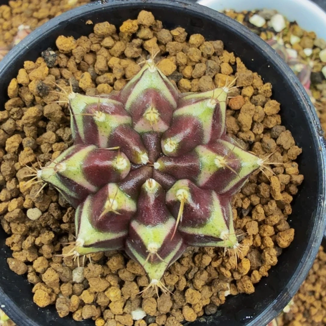 当前无花朵，栽培后可花朵