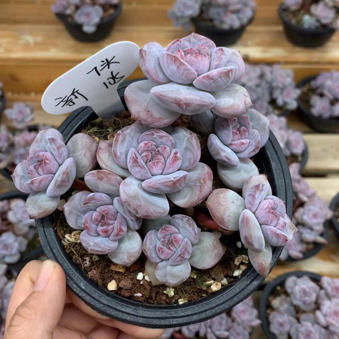 新 7头105米  突尼斯