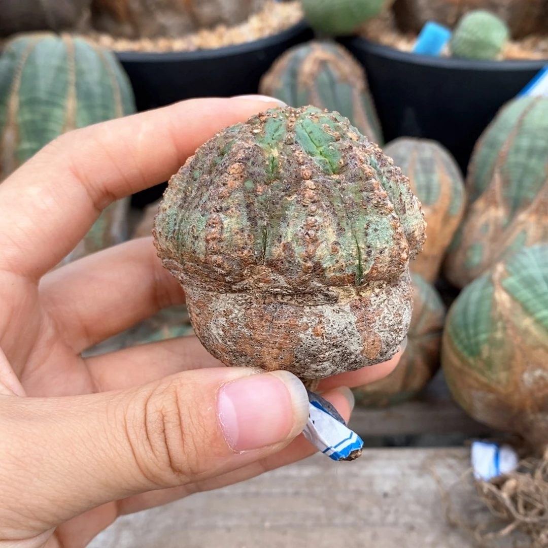 22欧系实生布纹球一物一拍