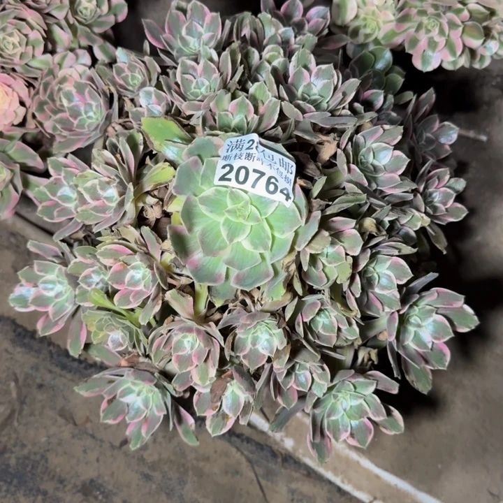 20764浣纱多肉植物