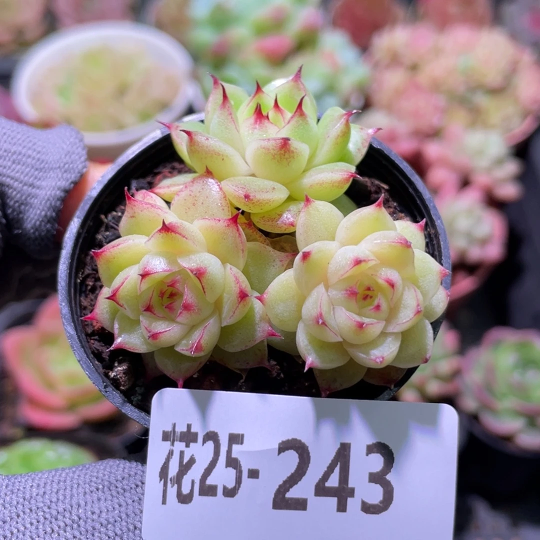 花利美25-243麦秆