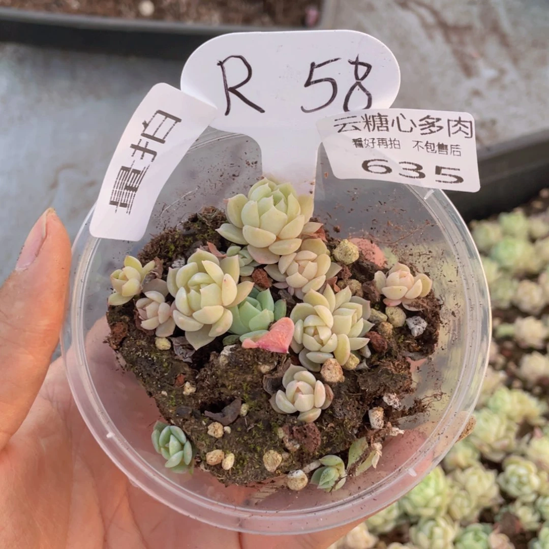 云糖心多肉植物635
