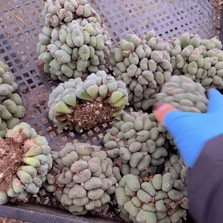 一颗口迪88888888888888