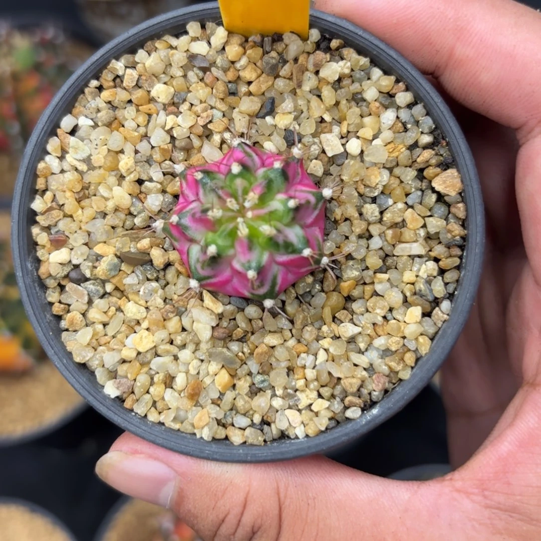 321-1225泰国发货多肉