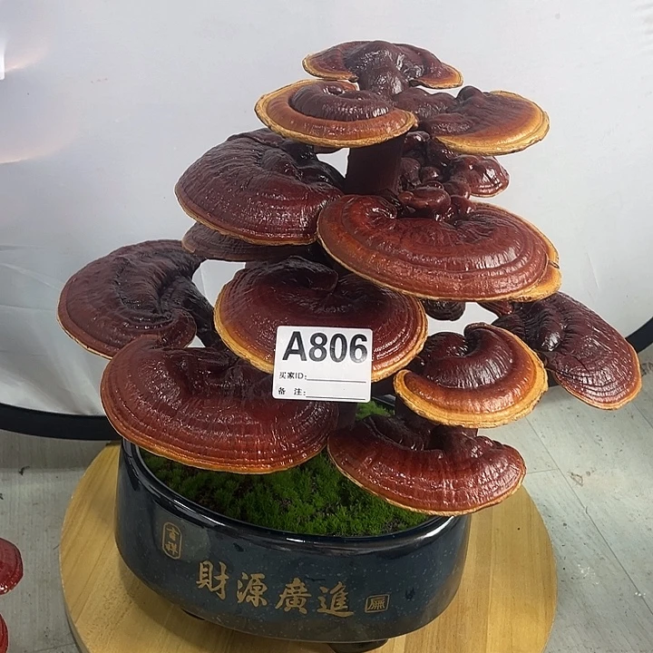 无花朵888888888888