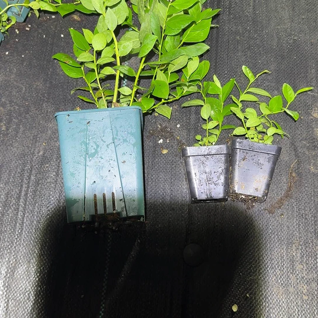 加仑盆栽25一颗加两颗小杯F6