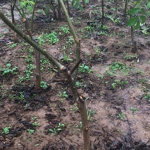 A***合蛤蟆头文玩核桃树苗