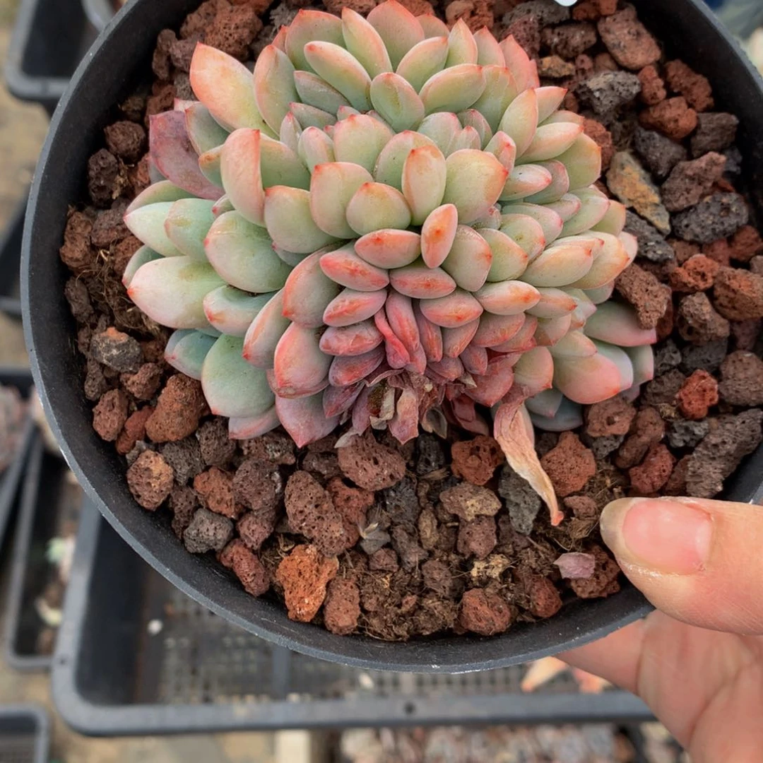 626全明星缀嗯嗯嗯哦啦咯