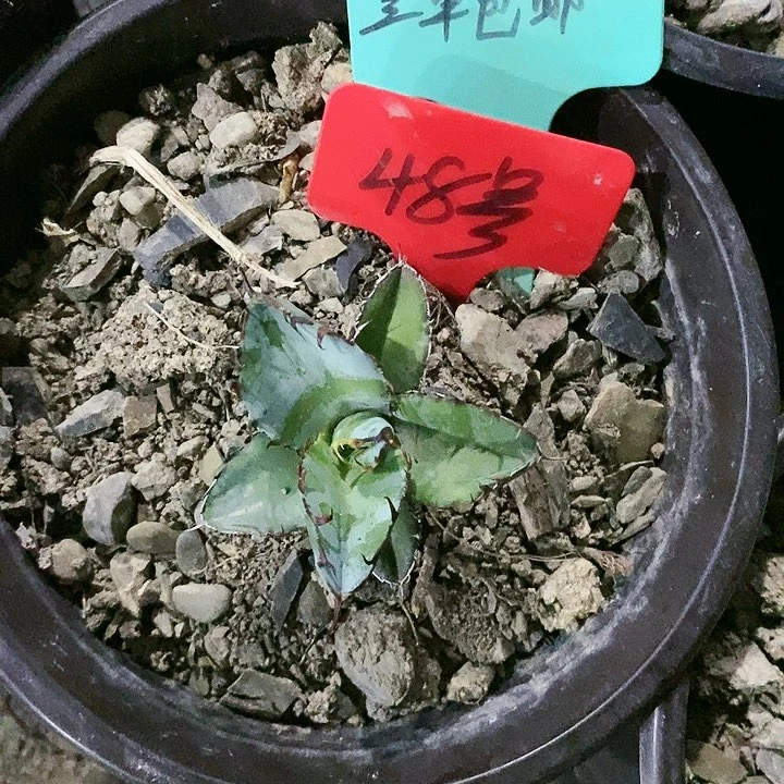 【闪购商品】无花朵龙舌兰蓝鲸