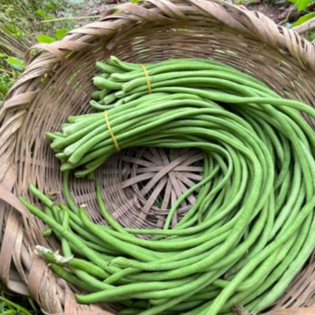 【方松农产】露天种植现摘农家长豆角