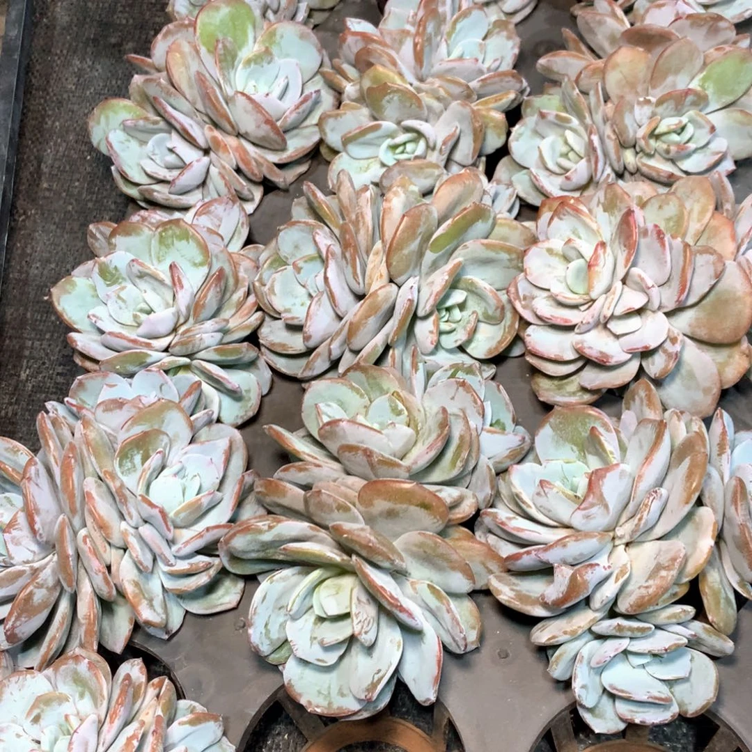 福利三头奶茶。不拍冷链不售后