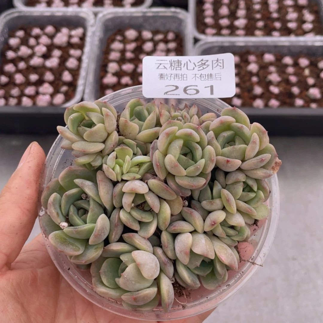 云糖心多肉植物261