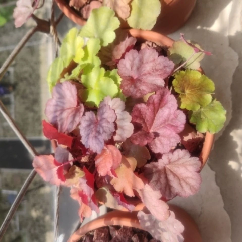 矾根花苗盆栽地被草耐寒观叶植物适合室外种植