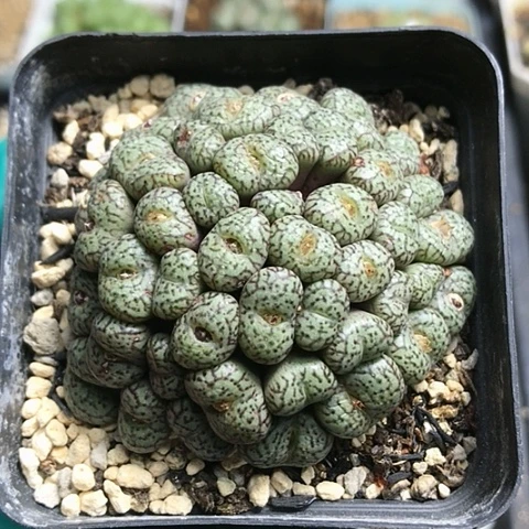 多肉肉锥 40头密纹安贞