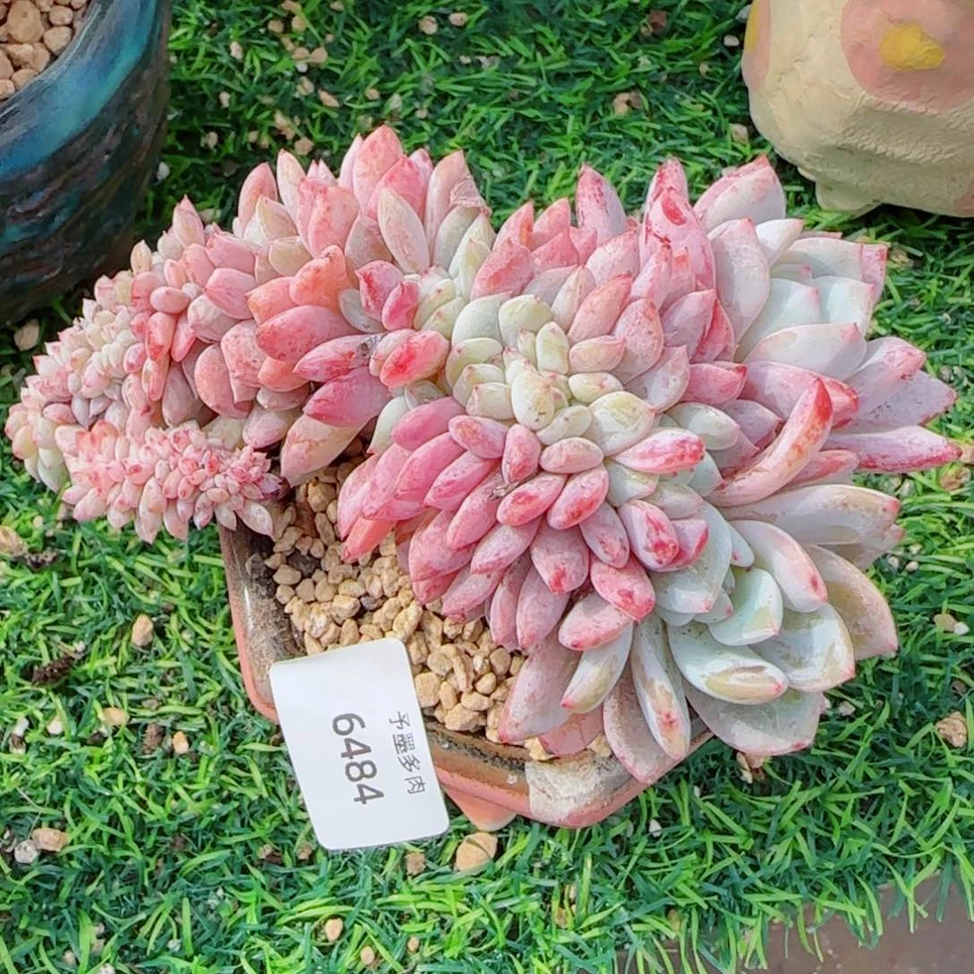 星影缀化，6484多肉植物