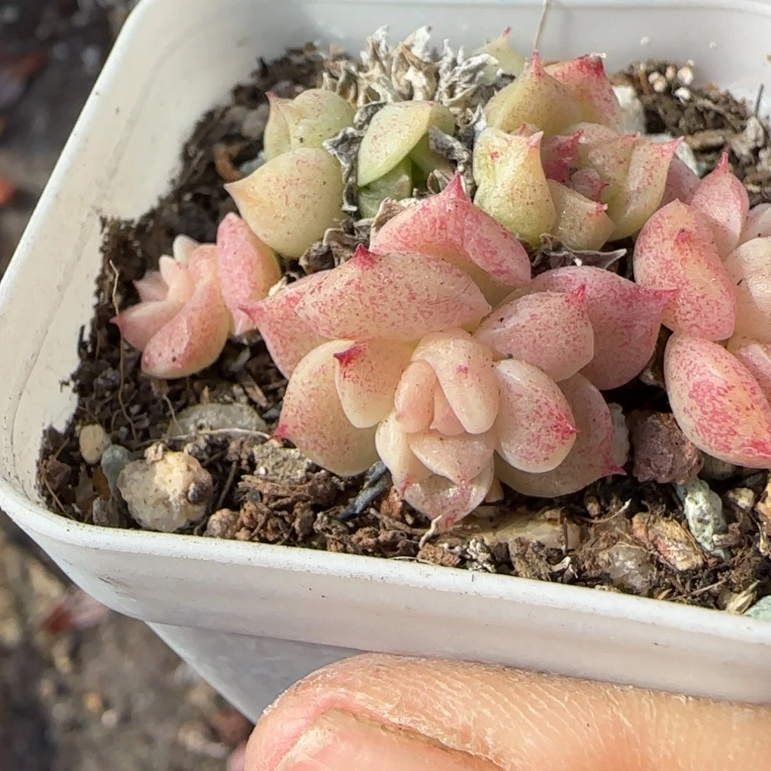 小卡拉米糖心一物一拍