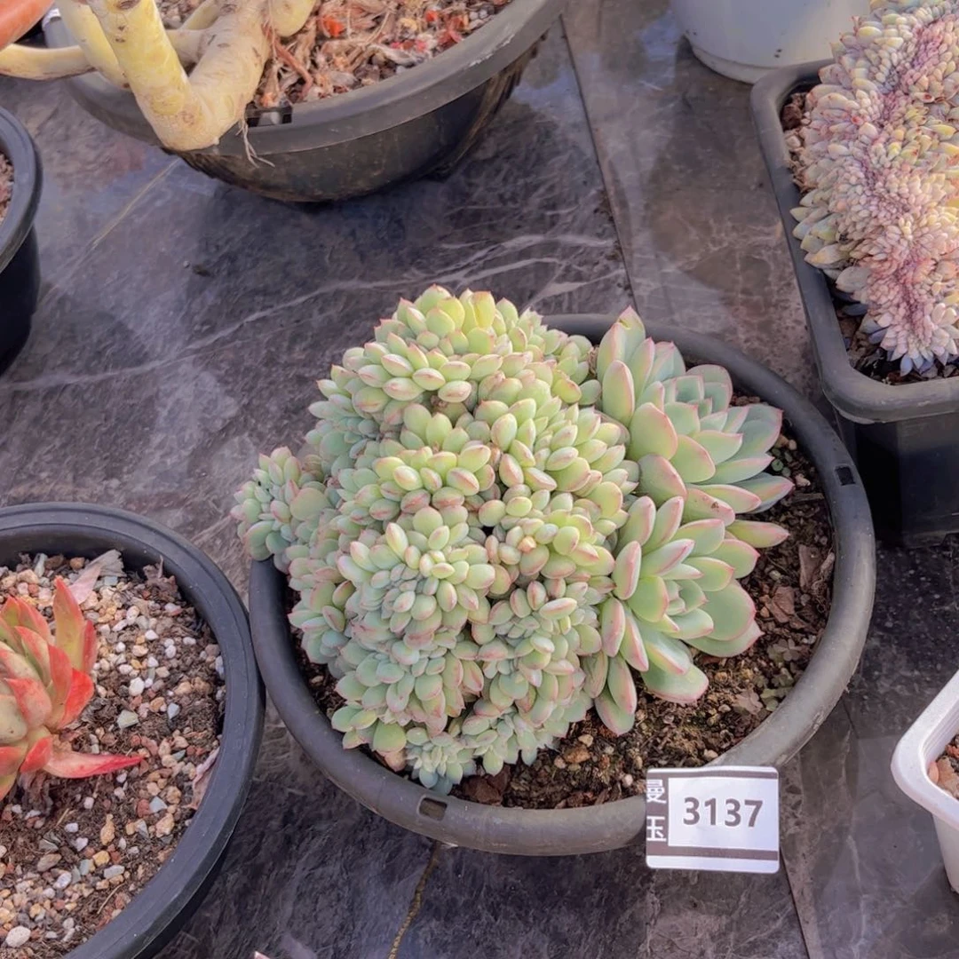 荷花缀多肉植物3137