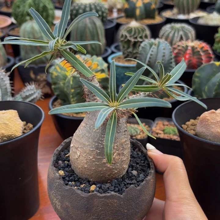 m老家养定象牙弓Q版不含盆