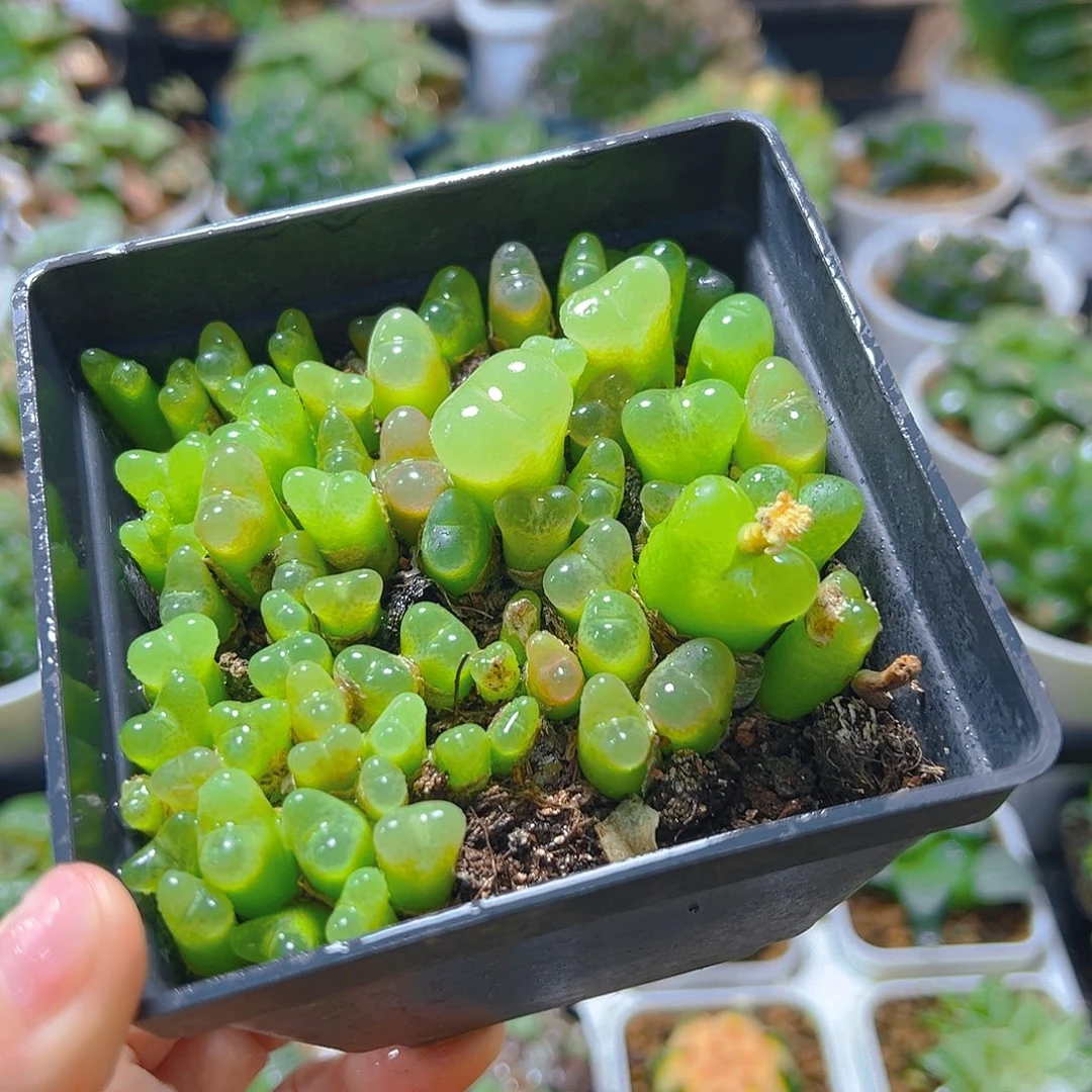 毛汉尼多肉多肉多肉多肉多肉