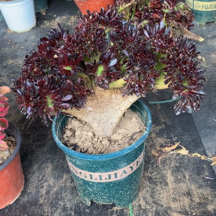 【闪购商品】爱***人微瑕223