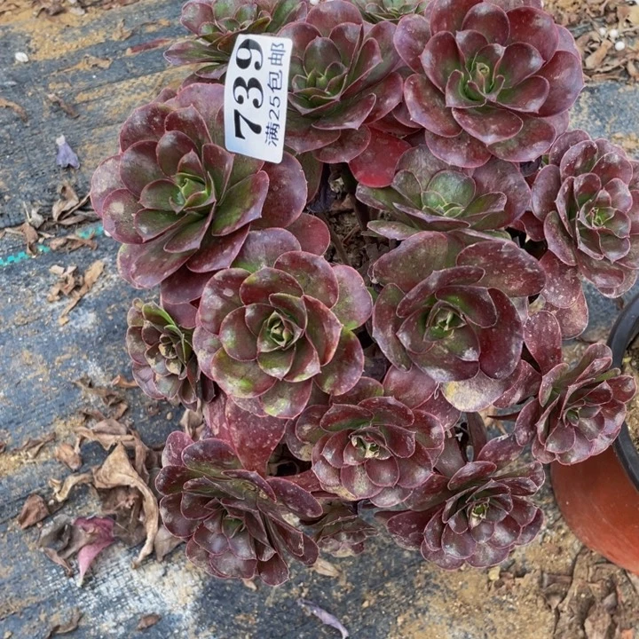 739媚金玫瑰多肉植物