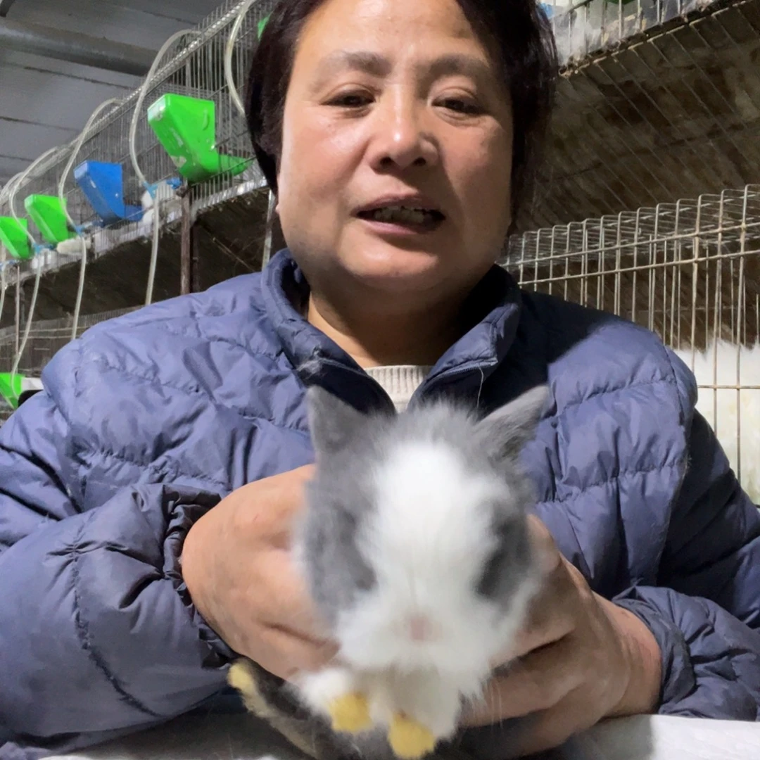 L***.宠物兔英系安哥拉兔