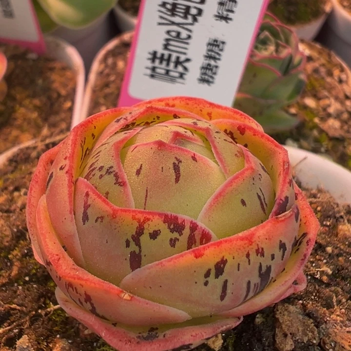 帕美Mex绝色福利 t601