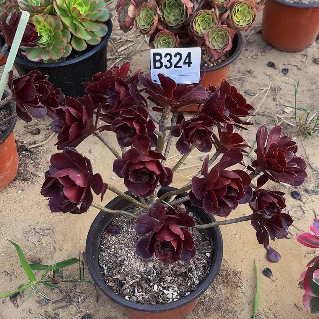 劉*?忆江南一物一拍324