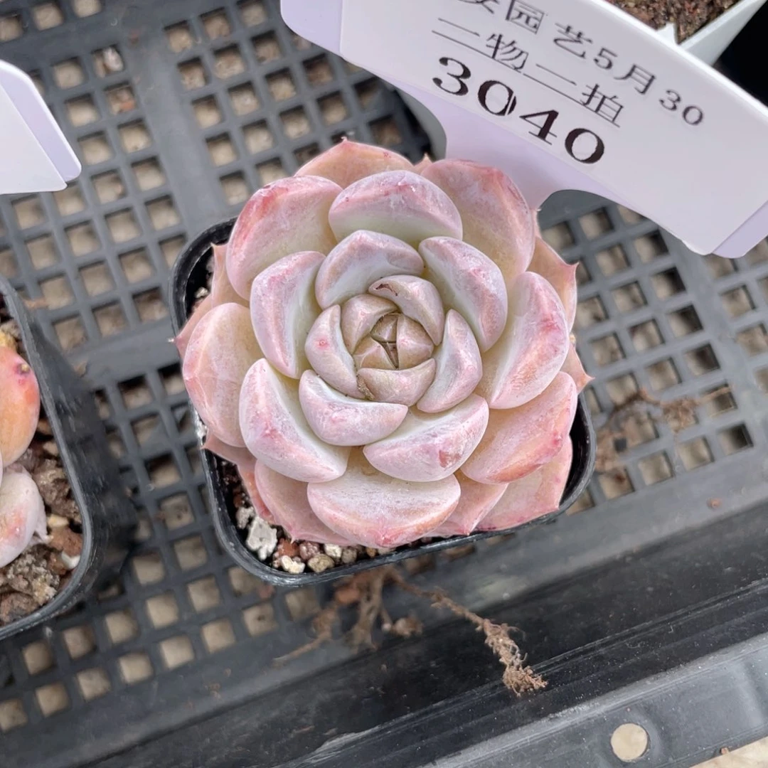 薇薇安园艺多肉3040