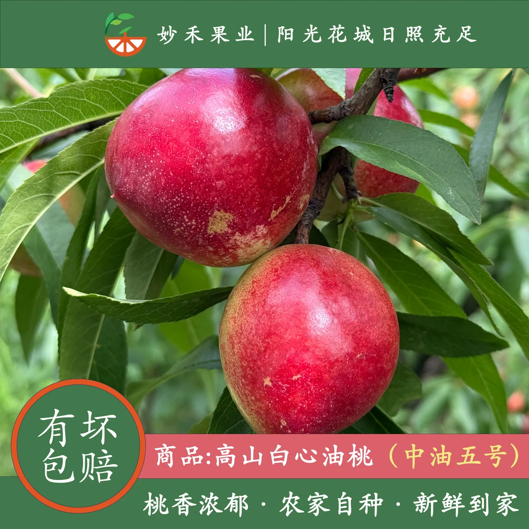 高山油桃中油五号脆甜桃子硬脆