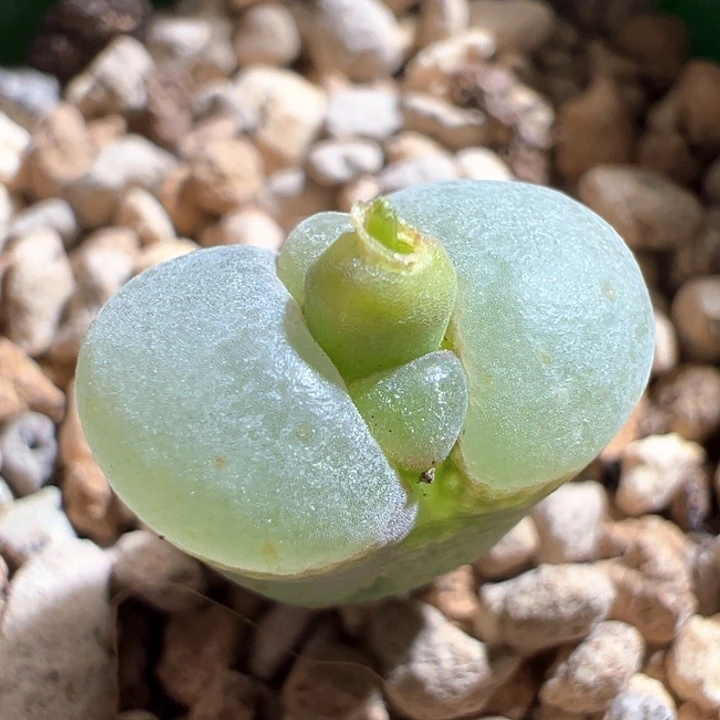 911。 优选母本粉女。