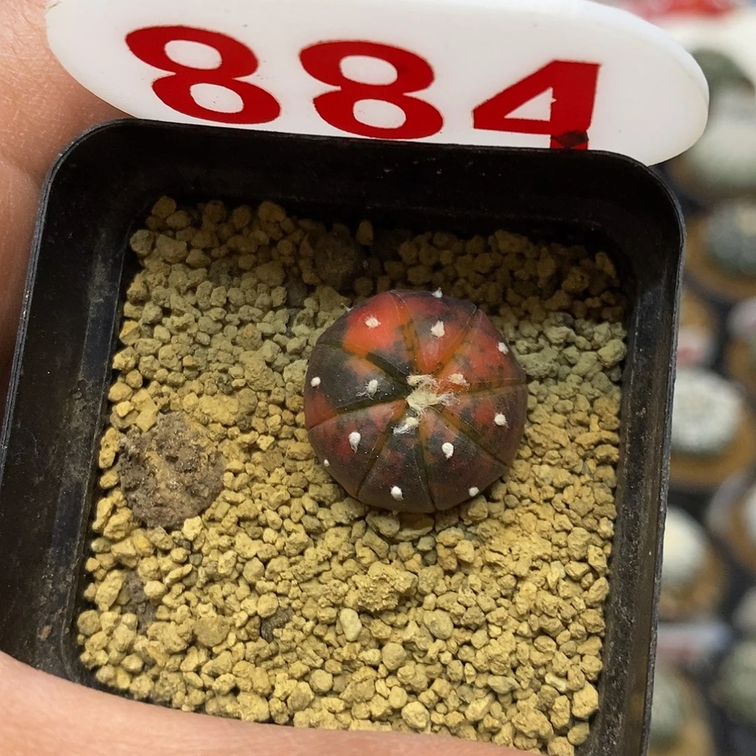 884福利特价来了打榜