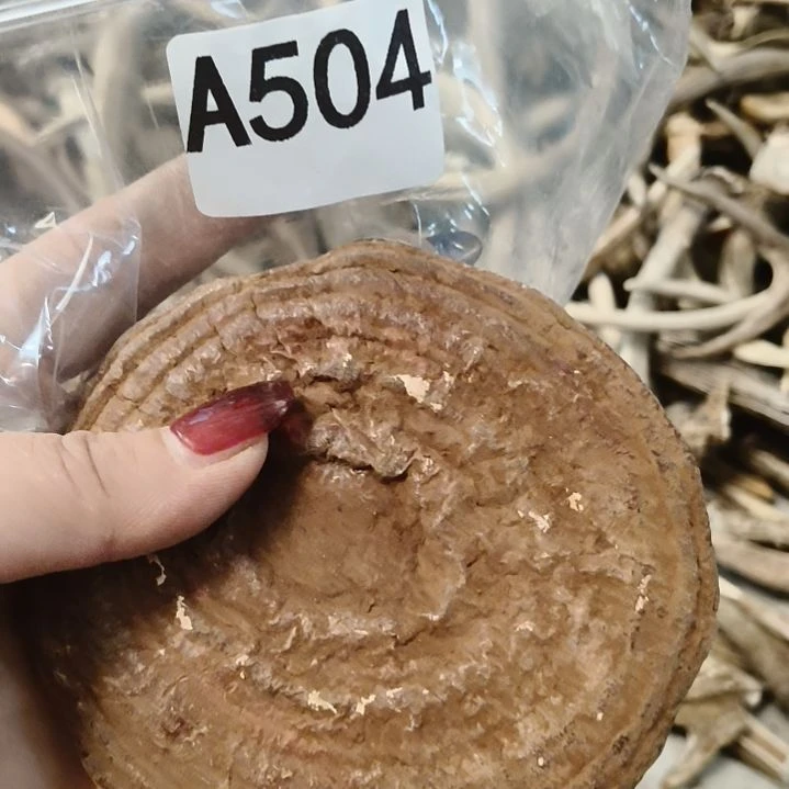 气***昂鹿角鹿角鹿角角鹿角角