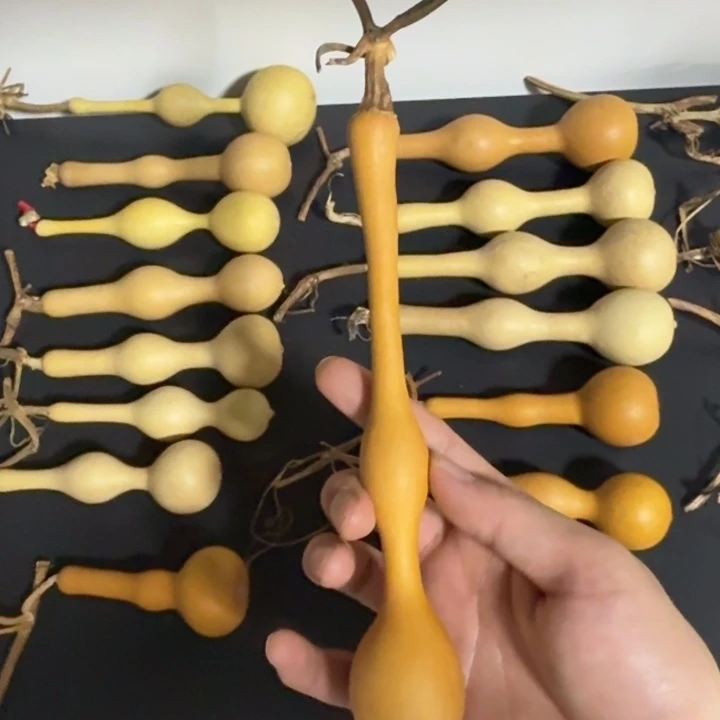 C***r精品老皮蚂蚁杆子