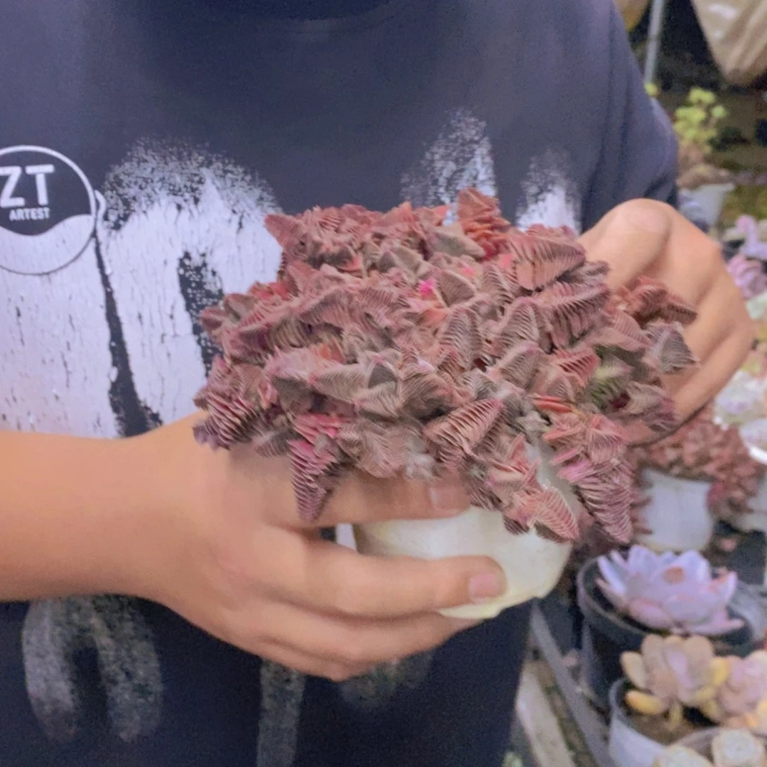 茜之塔散装带盆土发货