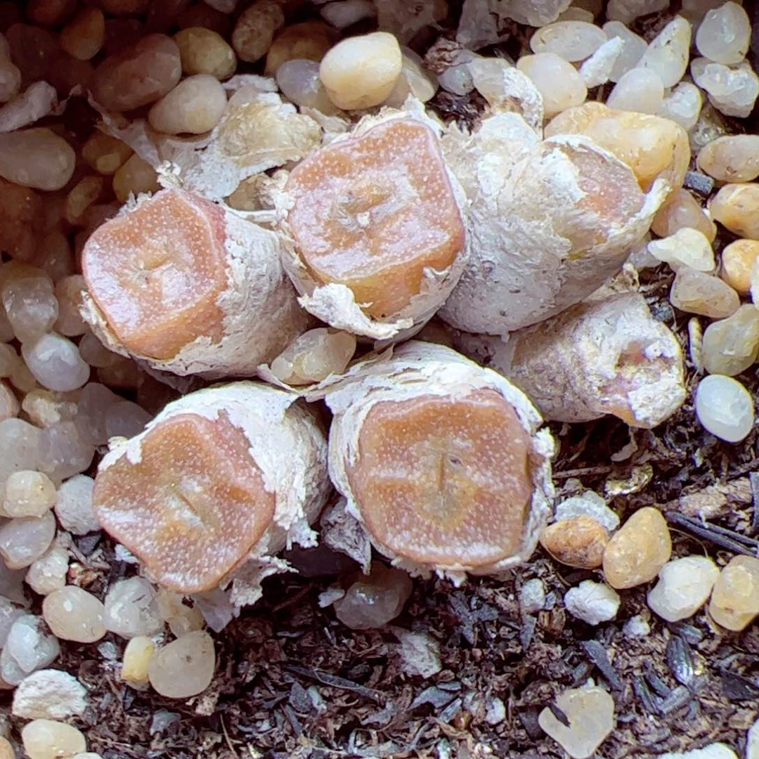 115 优秀的肉肉134