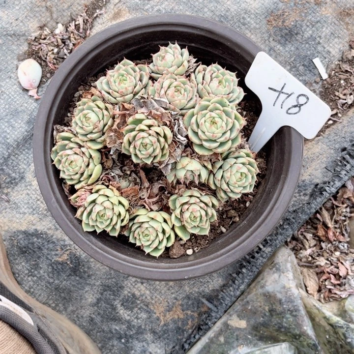 晨语多肉一物一拍+18