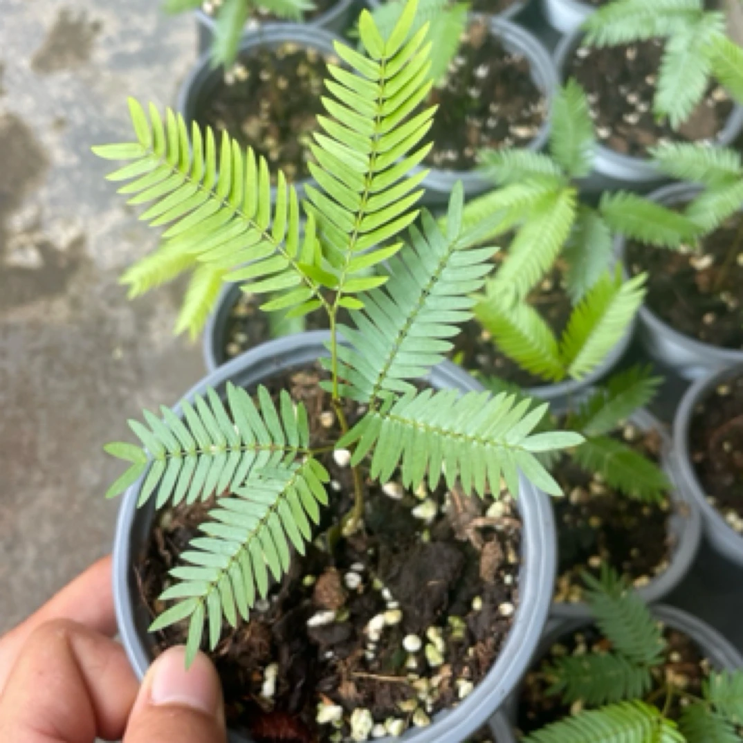 密叶猴耳环室内耐阴热植网红盆栽好养适合阳台窗台书房