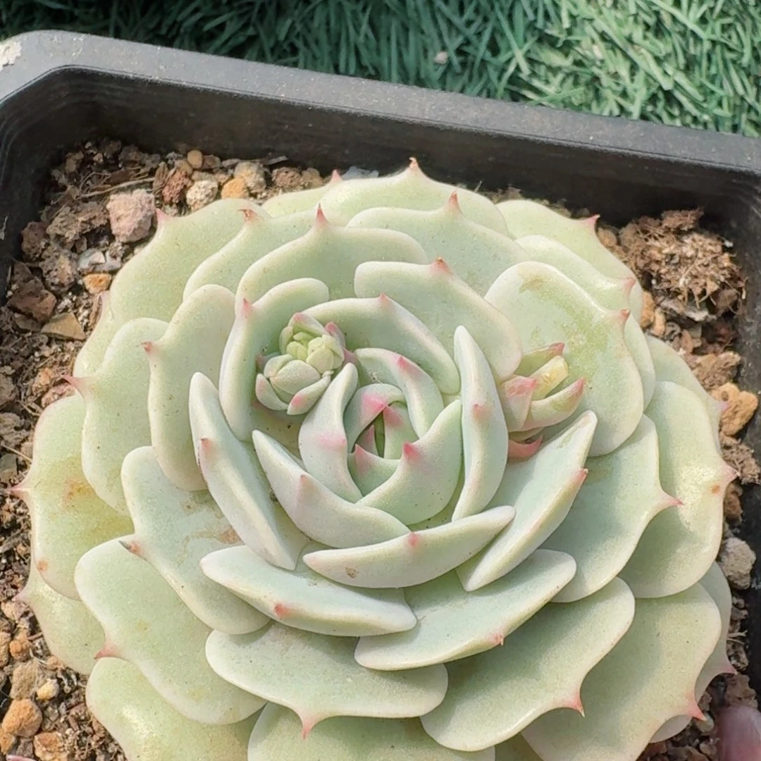 1849一物一拍（满28包邮