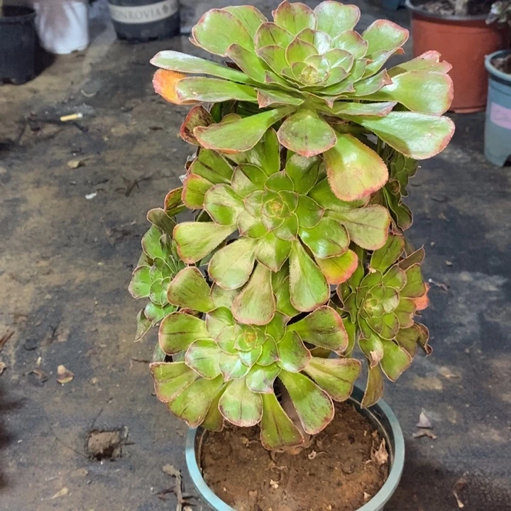 拉丝锦多肉植物95