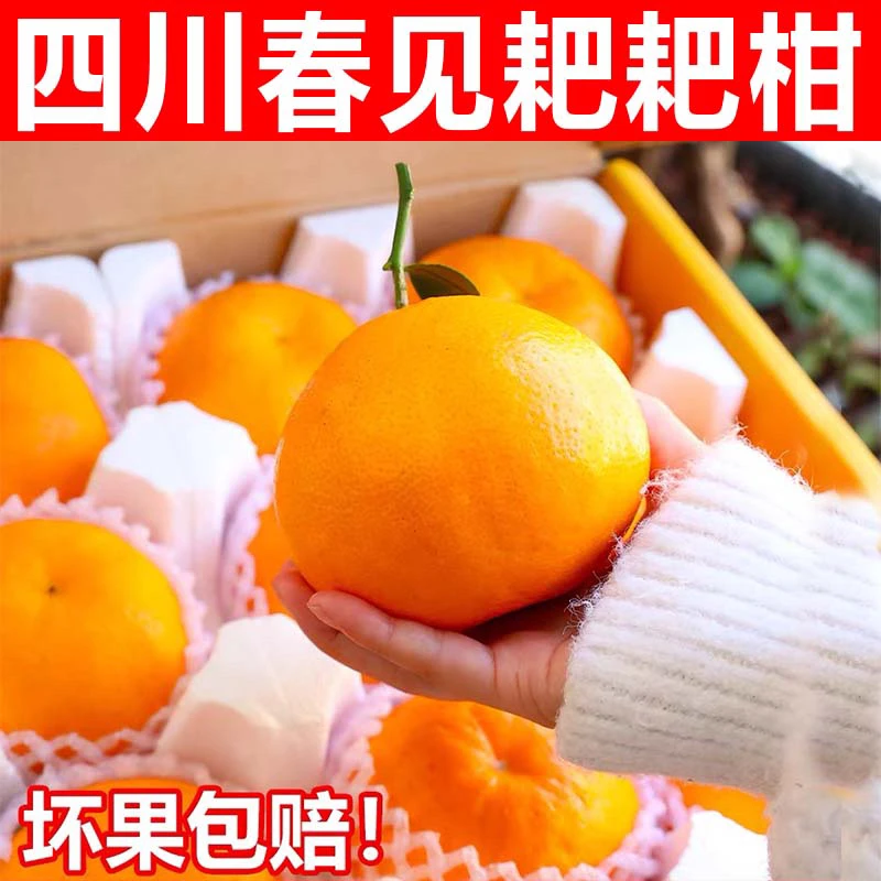 津果欢正宗四川春见耙耙柑5-10斤整箱丑八怪橘子桔子新鲜水果直播