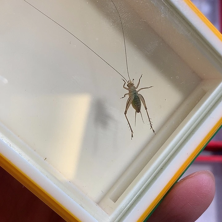 石志明沪2A大黄一条