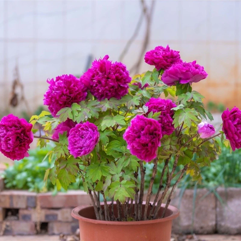 盆栽洛阳红【年宵花牡丹】带花苞原盆原土发货