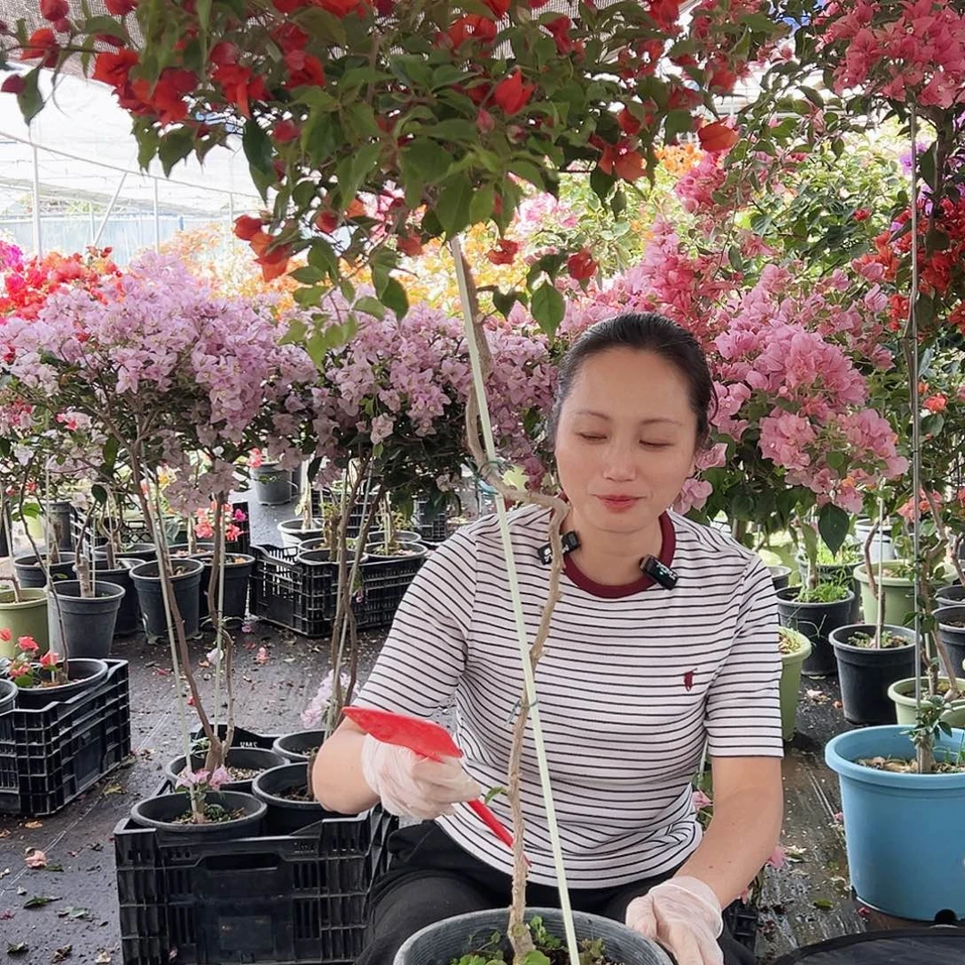 大***了大部分花苞少量开放M32红桑巴