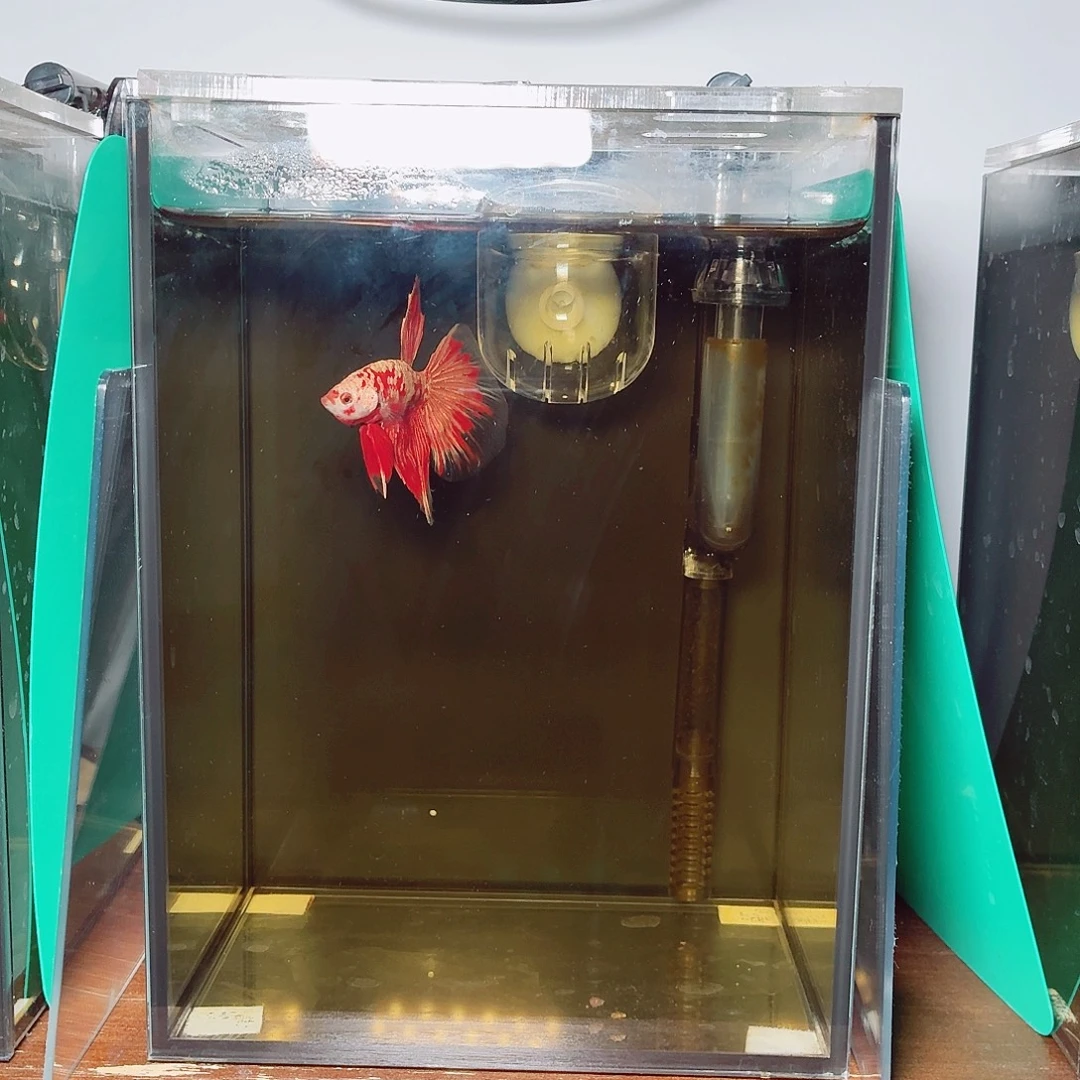 斗鱼红金半月公鱼