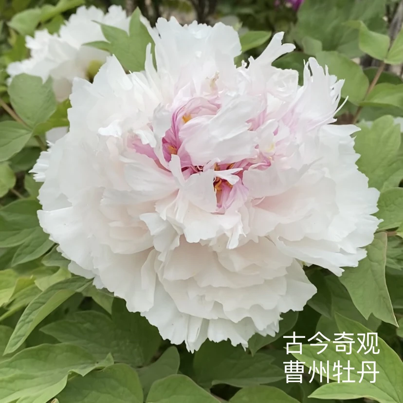 观赏牡丹品种古今奇观