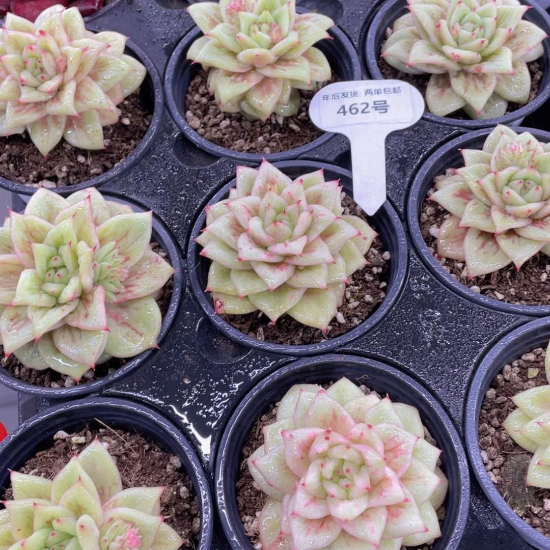 462号韩货玛利亚锦单头一个