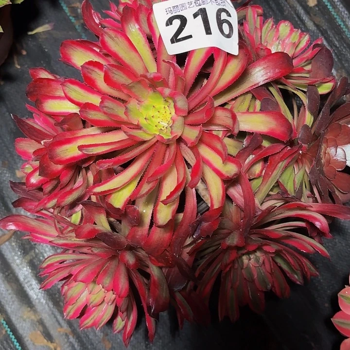 216凌波仙子花花2-9